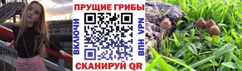 купить наркотик  Катав-Ивановск  Галлюциногенные грибы ЛСД 